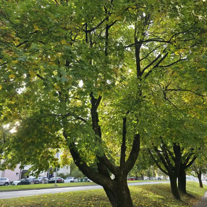 milieu effecten regelgeving voor gemeente